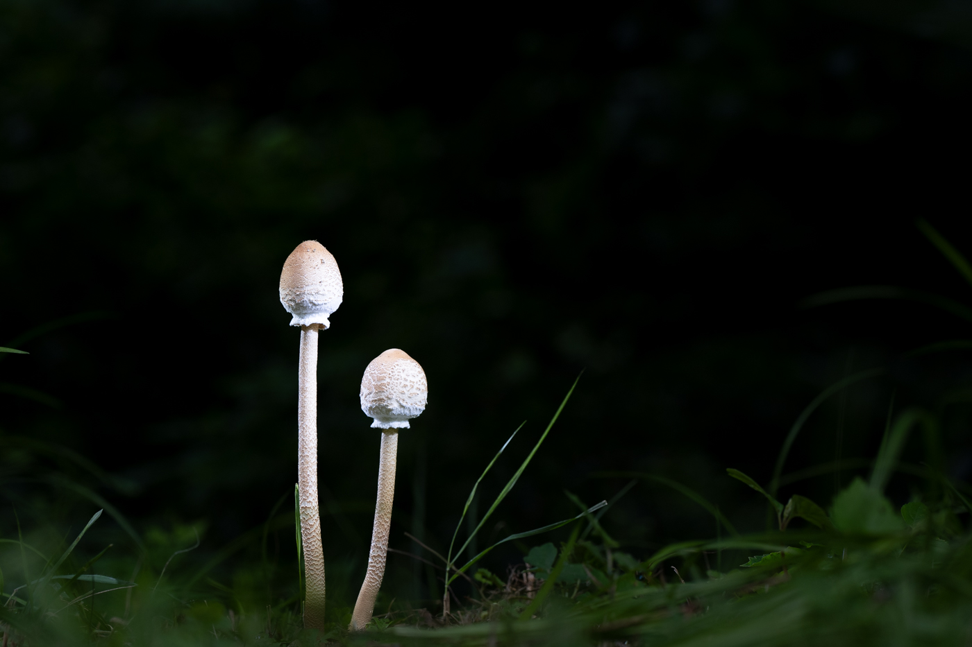 A9300072.jpg
