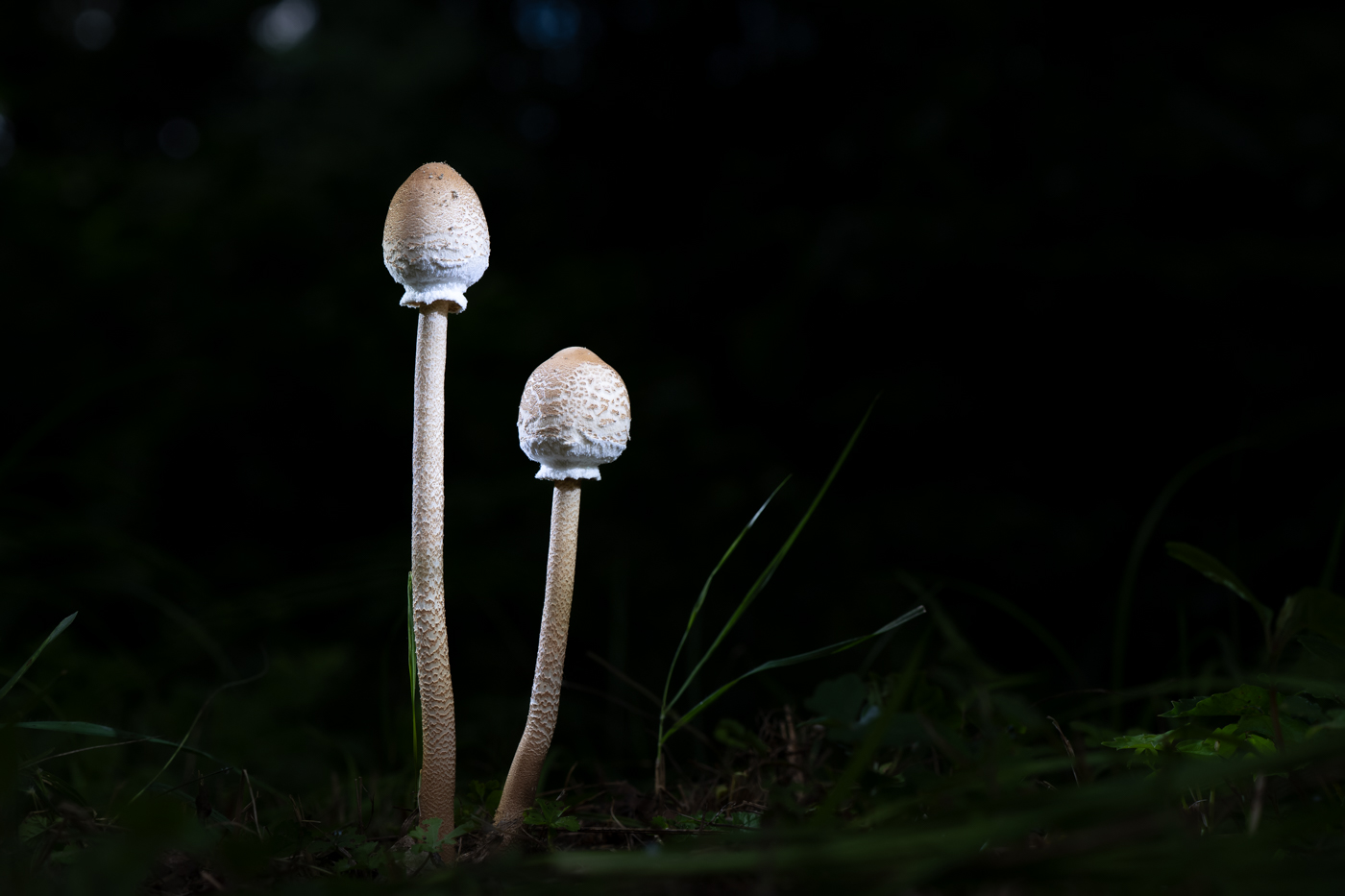 A9300071.jpg