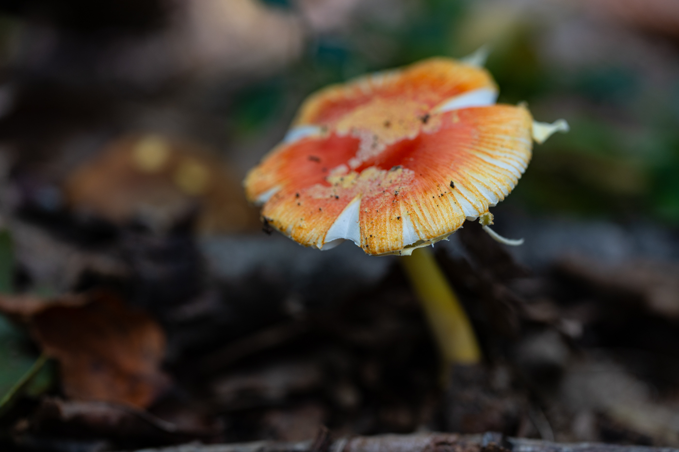 YDY00324.jpg