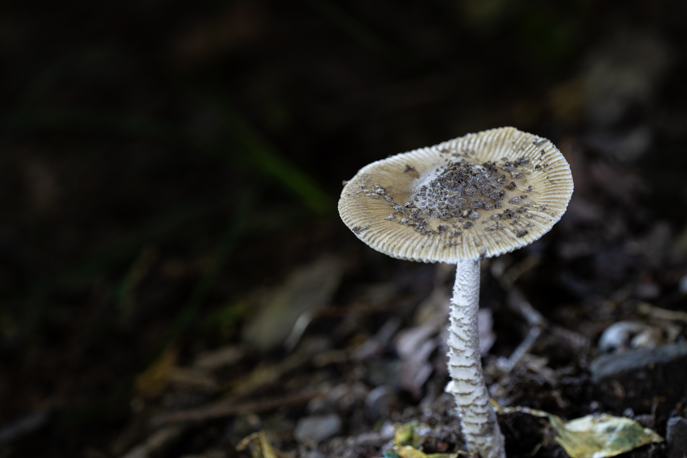 YDY00257.jpg