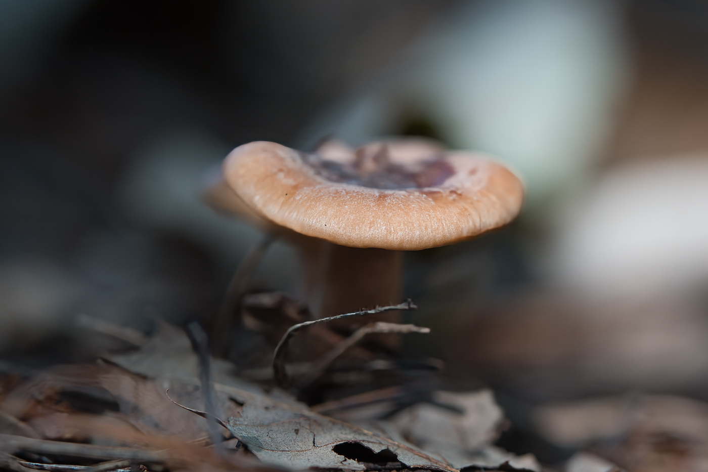 A9300295.jpg