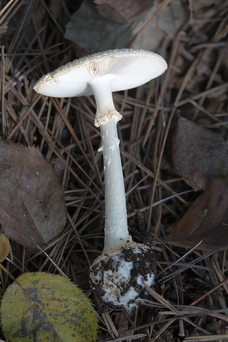 A9300271.jpg