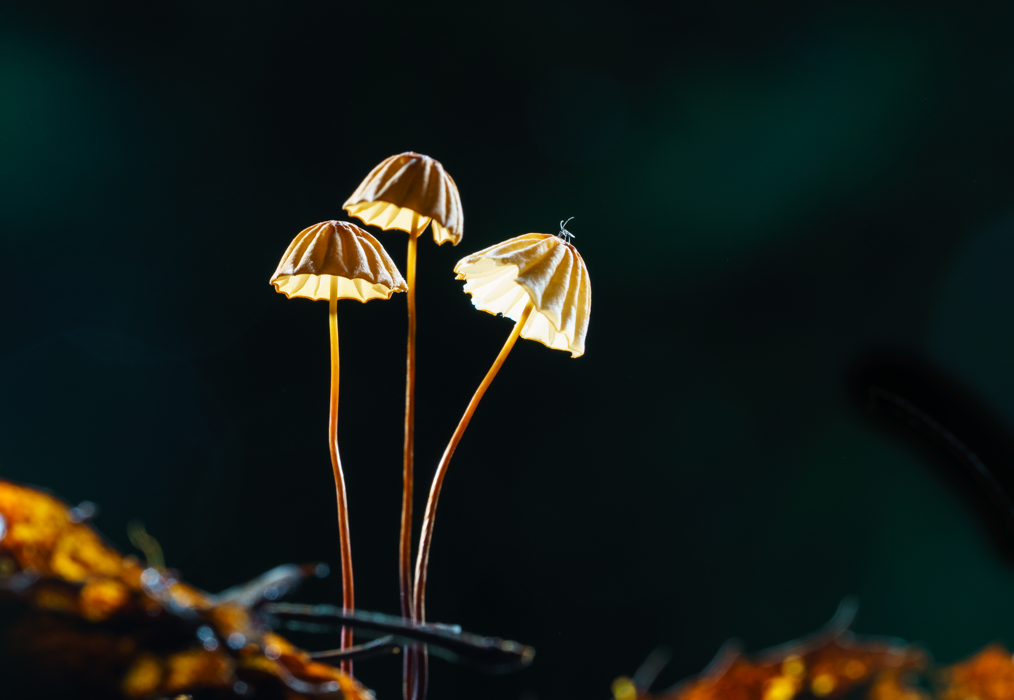 ydy0001-6.jpg