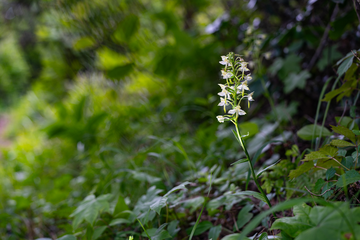YDY00601.jpg