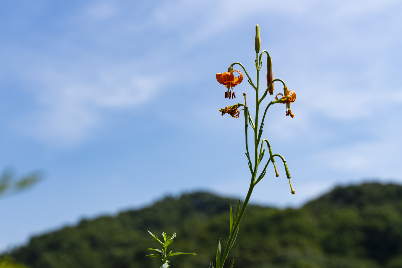 YDY00956.jpg