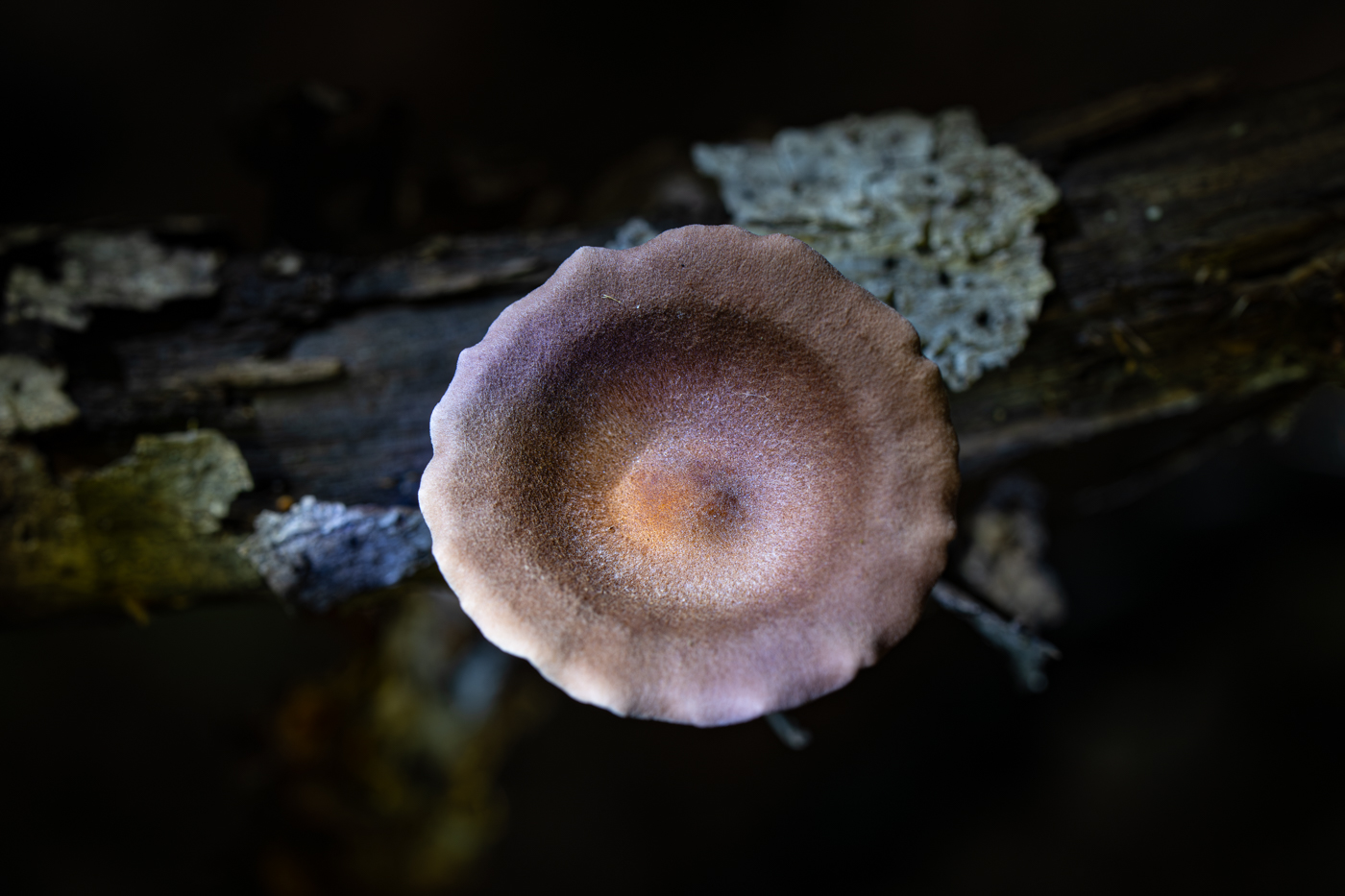YDY00296.jpg