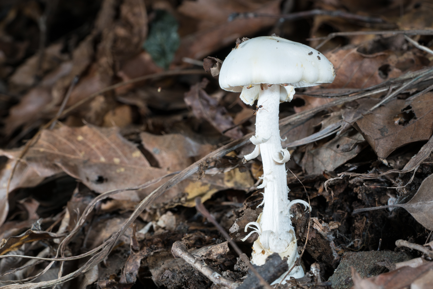독 우산 광대 버섯