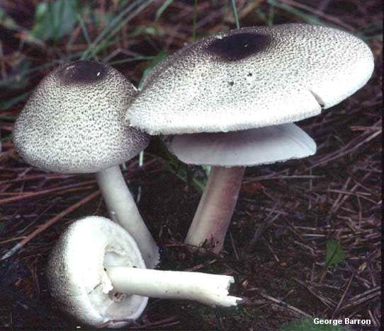 barron_agaricus_placomyces.jpg
