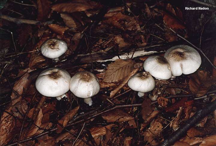 nadon_agaricus_placomyces_02.jpg