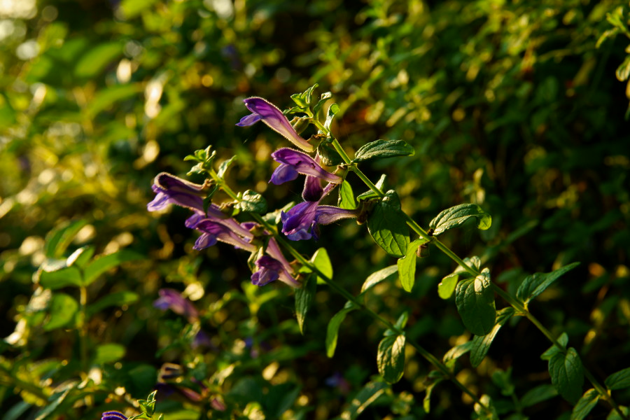 DSC06809.JPG