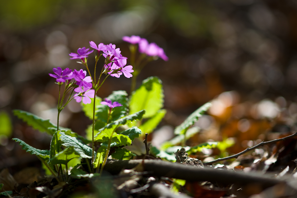 DSC05021.jpg