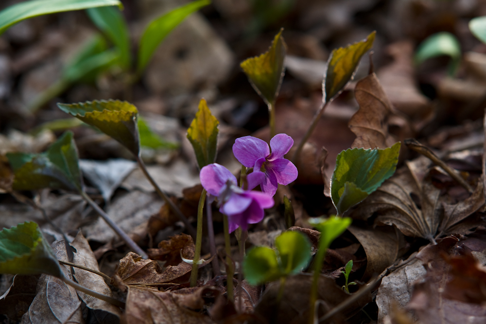 DSC05075.jpg