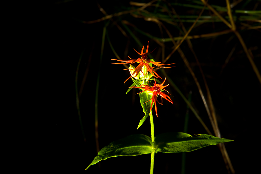 DSC08955.jpg