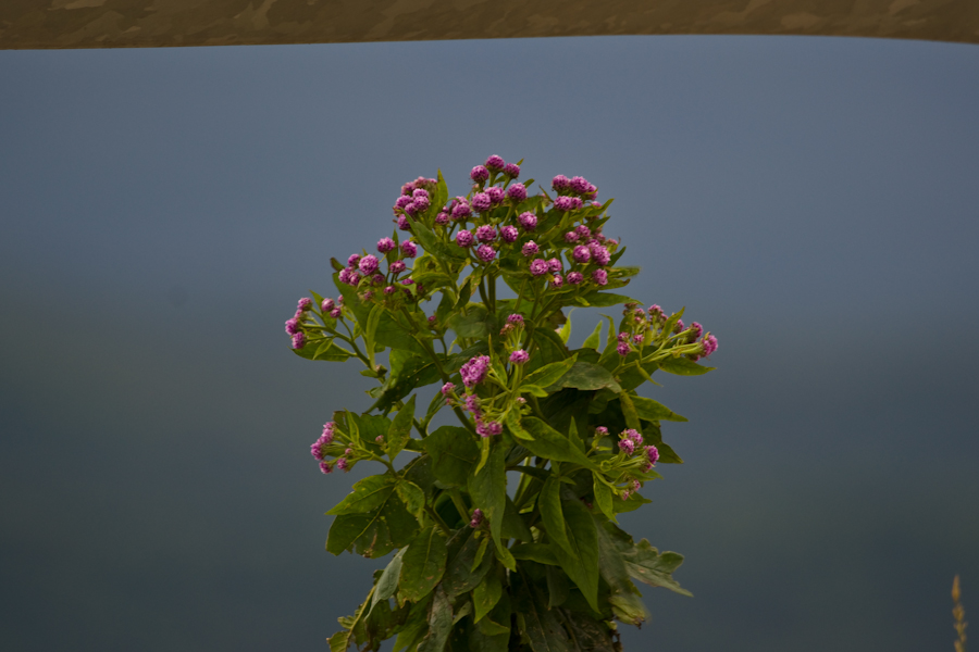 DSC08120.jpg
