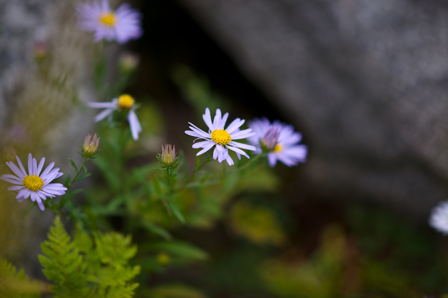 DSC08147.jpg
