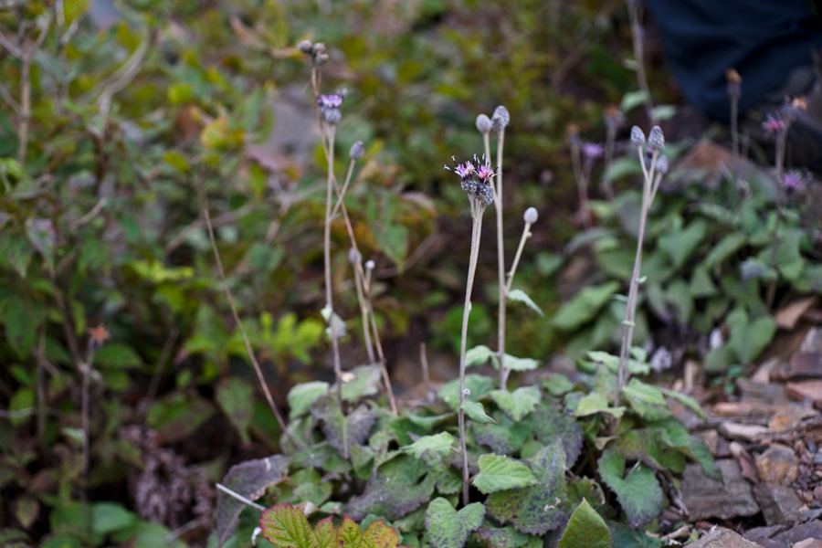 DSC08188.jpg