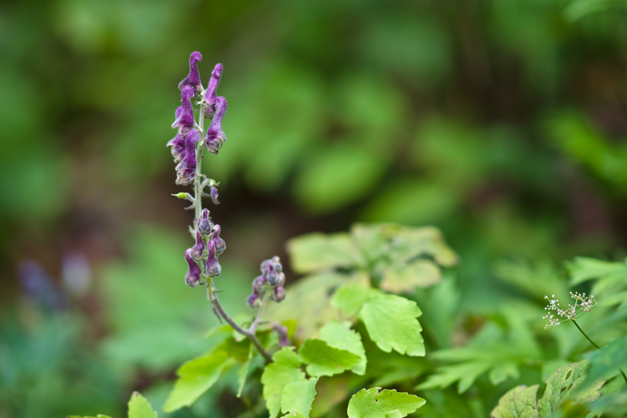 DSC08263.jpg