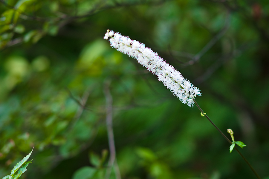 DSC08280.jpg