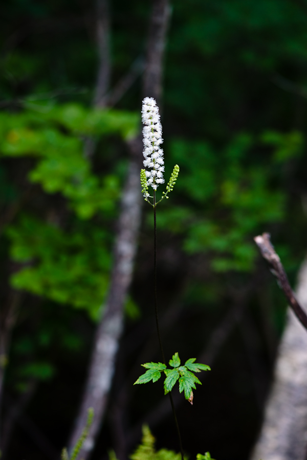 DSC08315.jpg