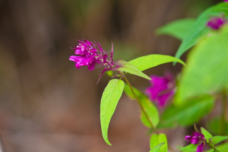 DSC08325.jpg