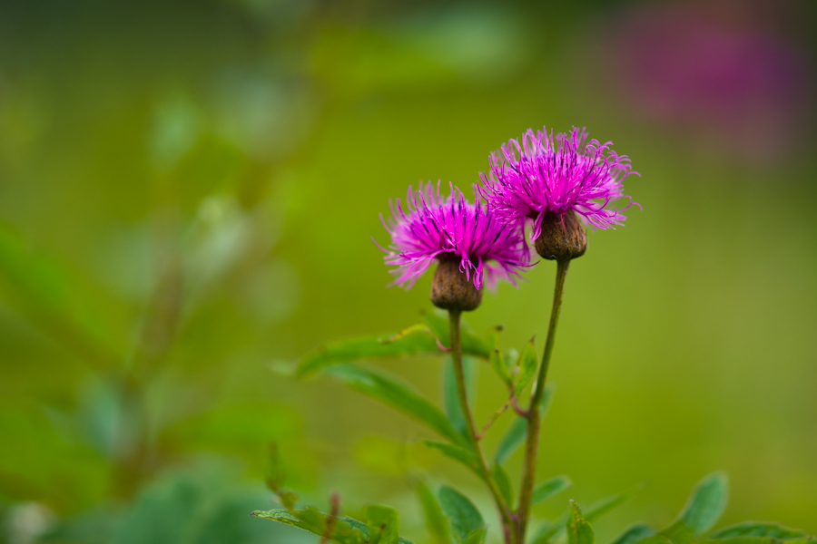 DSC08395.jpg