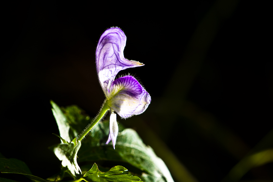 DSC09221.jpg