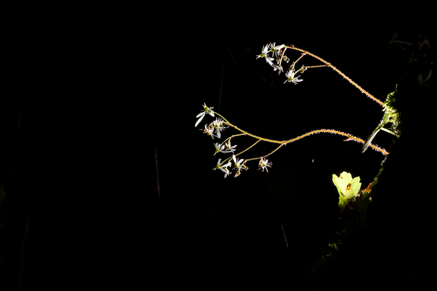 DSC09160.jpg