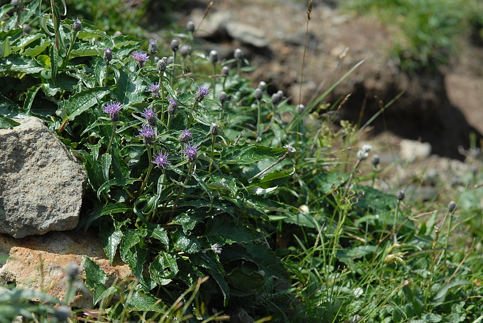 Saussurea tomentosa1.JPG