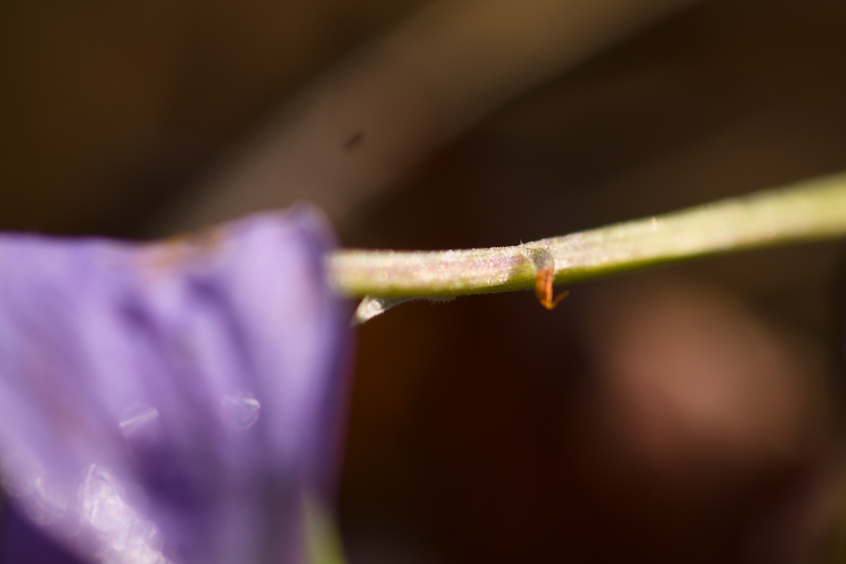 DSC02146.jpg