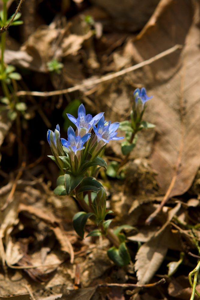 DSC04005-1.jpg