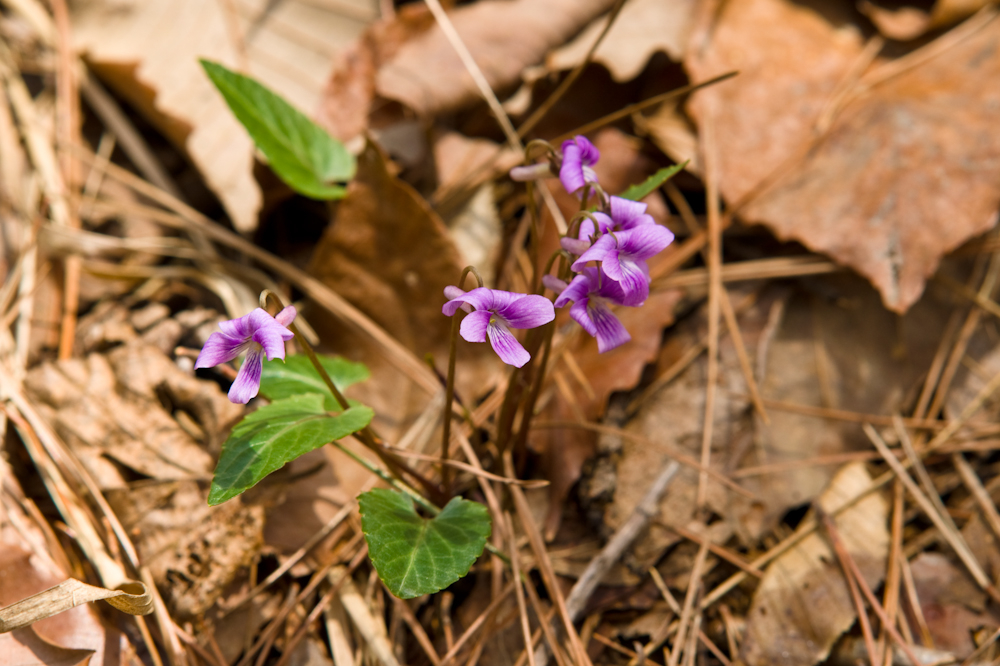 DSC03936-1.jpg
