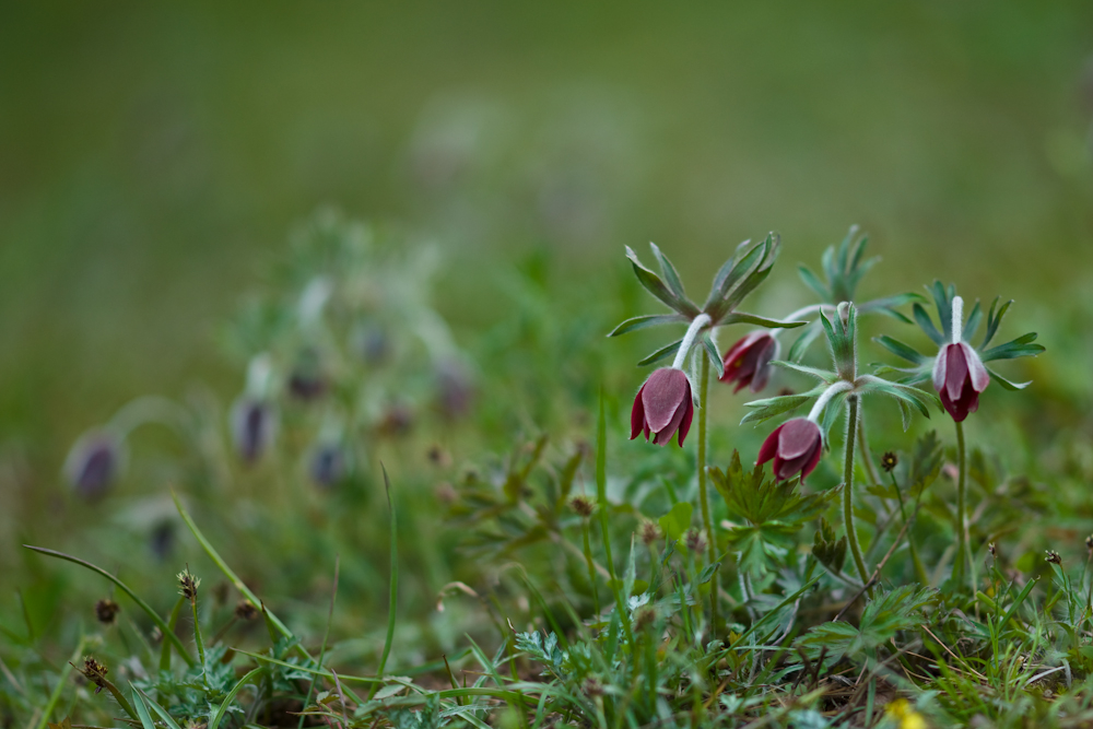 DSC04132-1.jpg