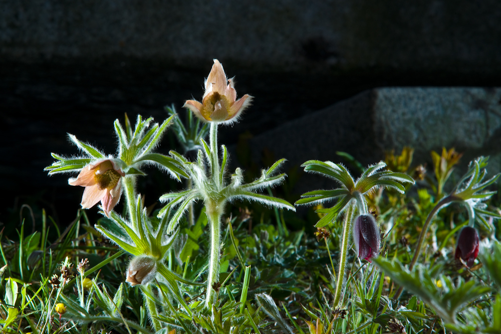 DSC04113-1.jpg