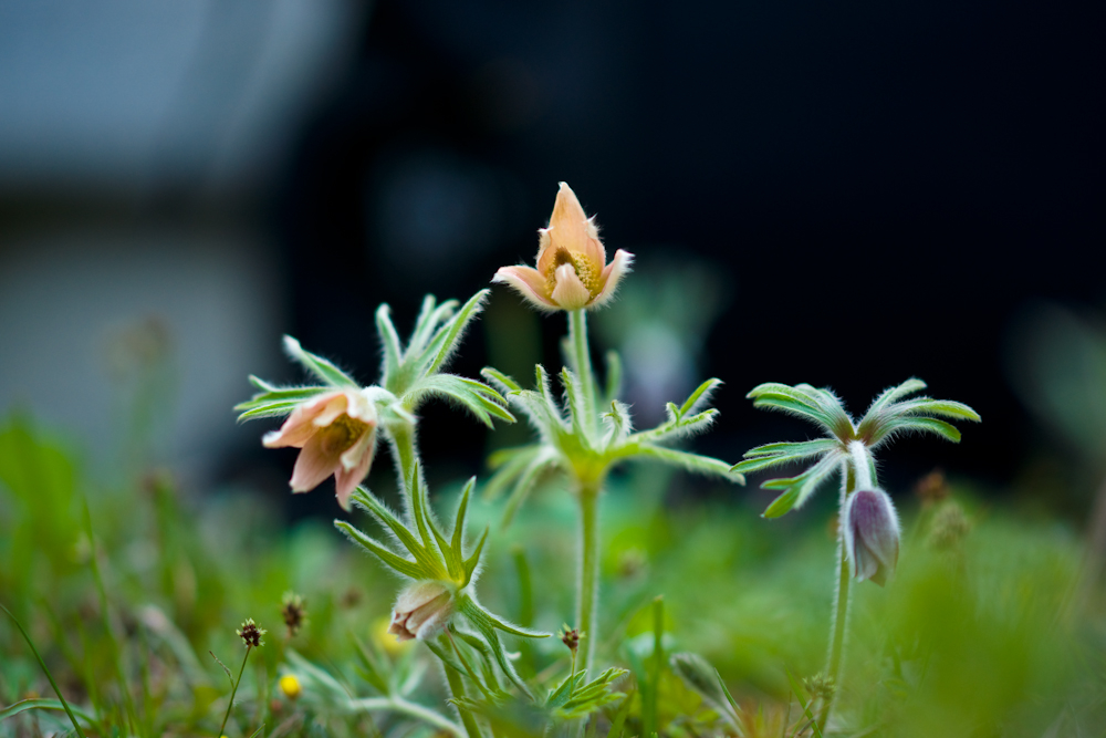 DSC04130-1.jpg
