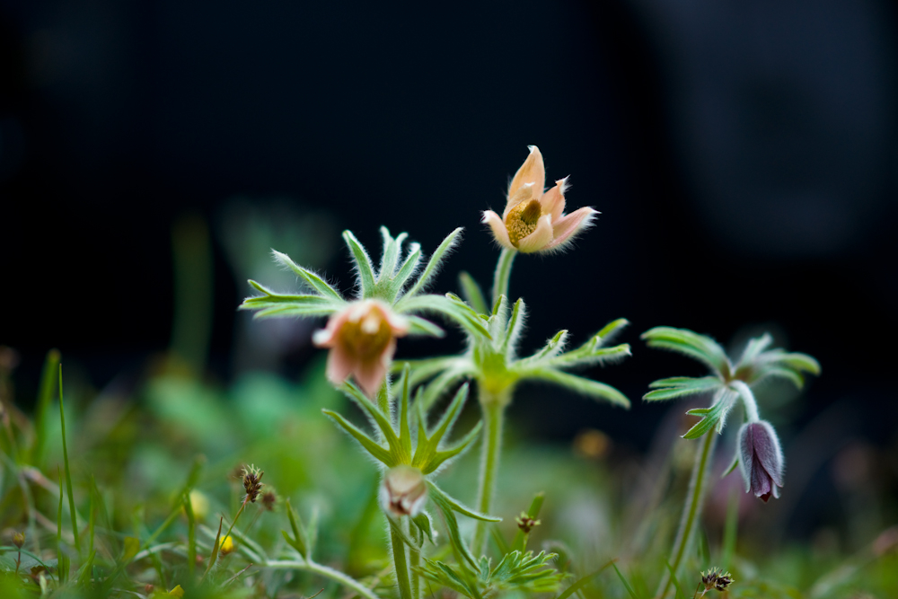 DSC04137-1.jpg