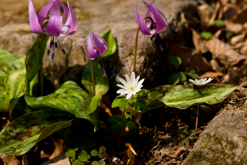 DSC03686-1.jpg