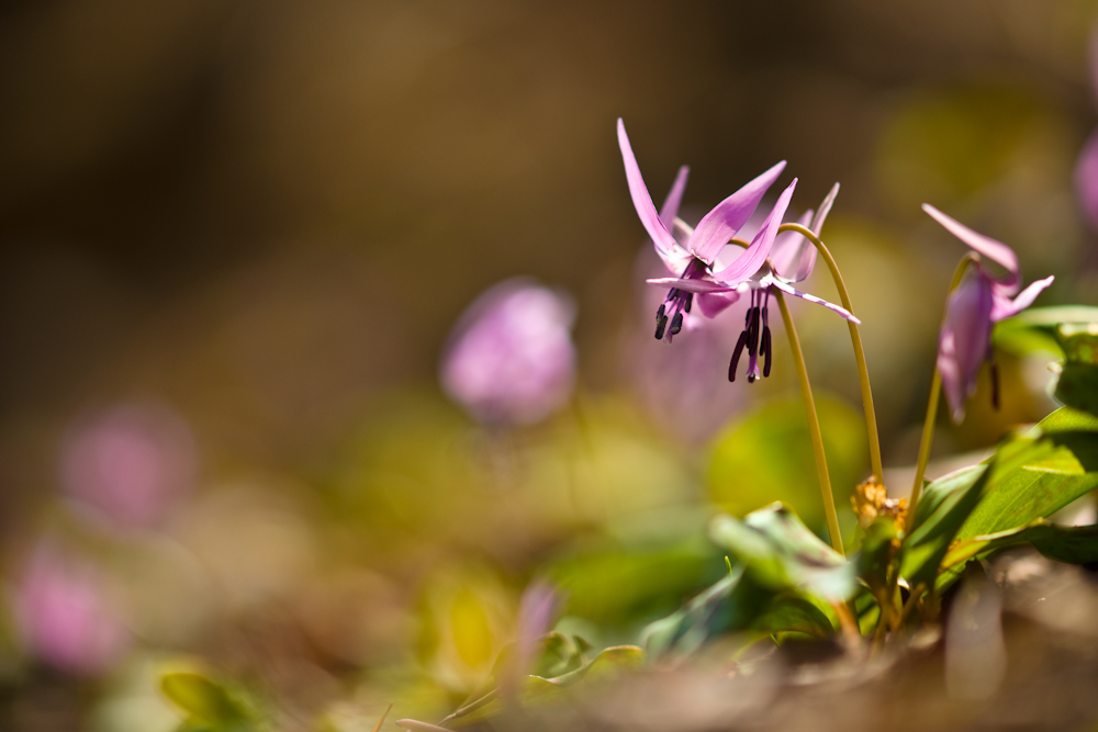 DSC03670-1.jpg