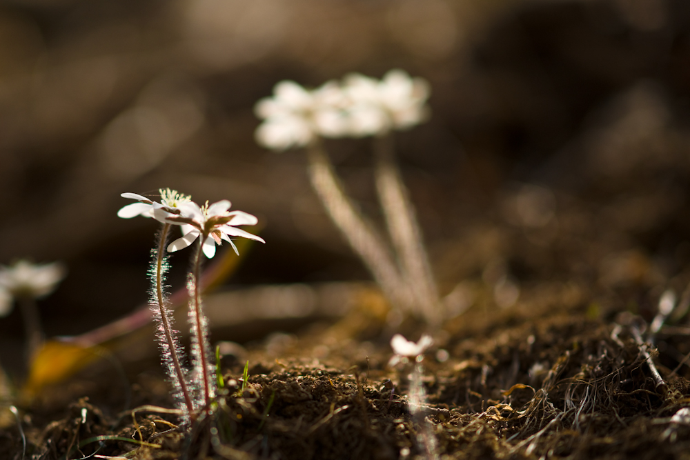 DSC03678-1.jpg