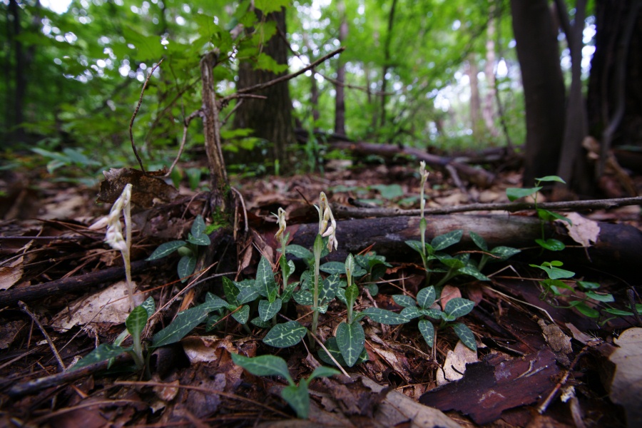 dsc07079.jpg