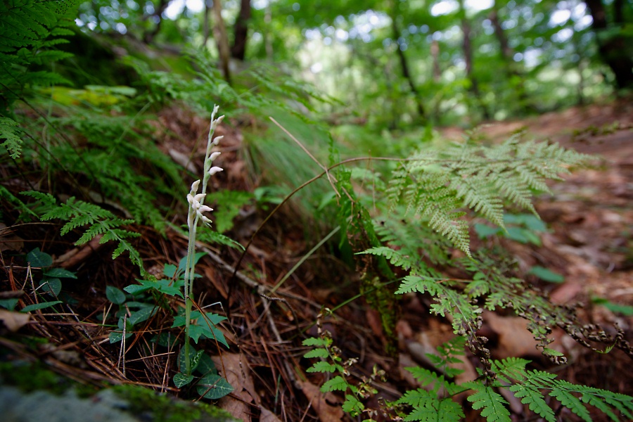dsc07092.jpg