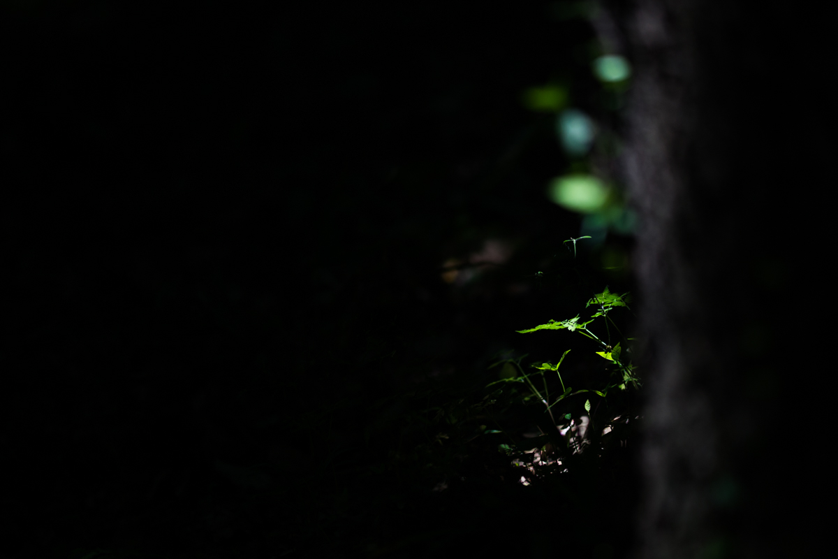 DSC00048.jpg