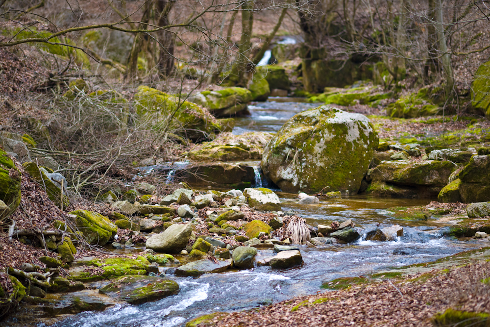 DSC02440.jpg