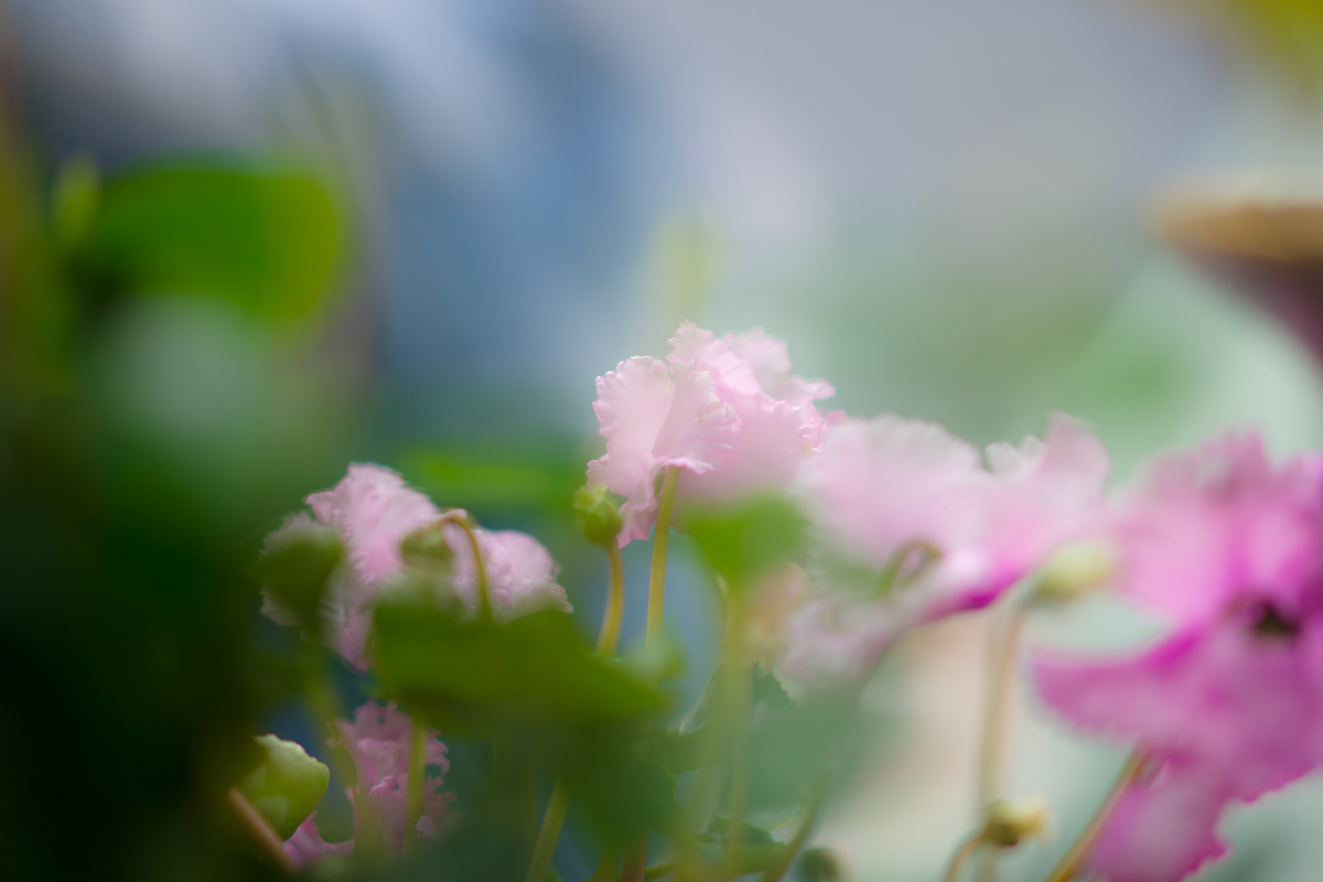 DSC01098.jpg