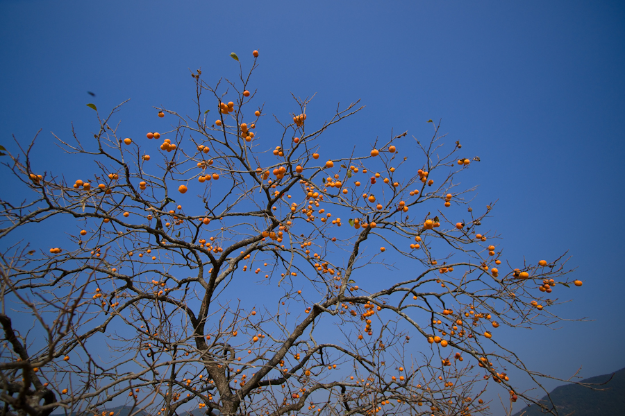 DSC09994.jpg