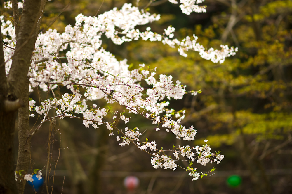 DSC04036-1.jpg
