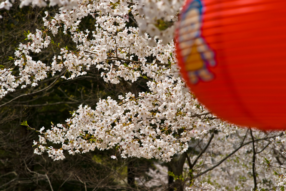 DSC04052-1.jpg