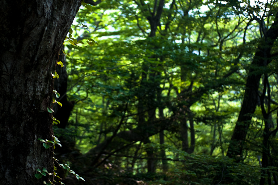 DSC04586.jpg