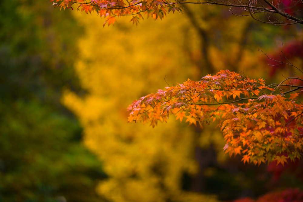 DSC00171.jpg