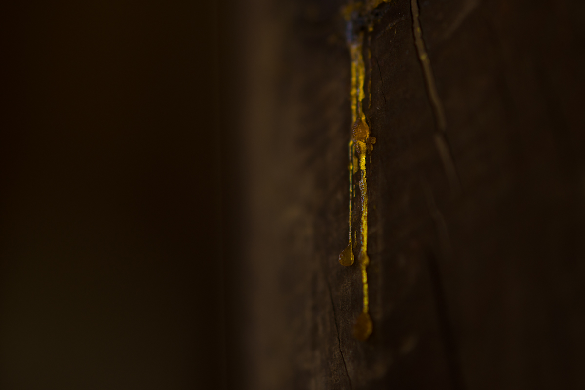 DSC01820.jpg